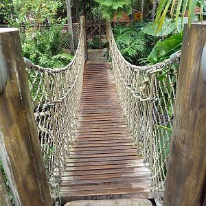 Rainforest Falls - Suspension Bridge