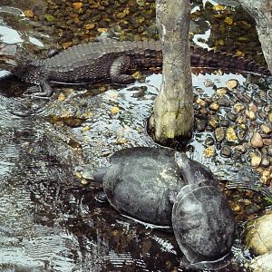 Rainforest Falls - Cuvier's Dwarf Caiman + River Turtles