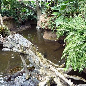 Rainforest Falls - Cuvier's Dwarf Caiman/River Turtle Exhibit