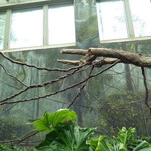 Rainforest Falls - Black Howler Monkey/Squirrel Monkey Exhibit