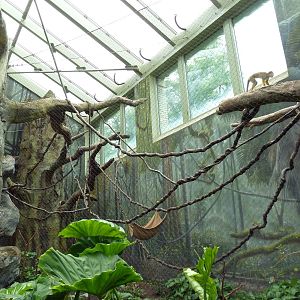 Rainforest Falls - Black Howler Monkey/Squirrel Monkey Exhibit