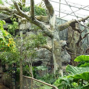 Rainforest Falls - Black Howler Monkey/Squirrel Monkey Exhibit