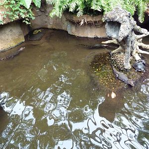 Rainforest Falls - Cuvier's Dwarf Caiman/River Turtle Exhibit
