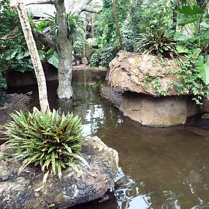 Rainforest Falls - Cuvier's Dwarf Caiman/River Turtle Exhibit