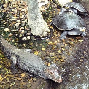 Rainforest Falls - Cuvier's Dwarf Caiman + River Turtles