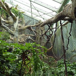 Rainforest Falls - Black Howler Monkey/Squirrel Monkey Exhibit