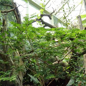 Rainforest Falls - White-Faced Saki/Tamandua/Toucan Exhibit