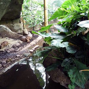 Rainforest Falls - Capybara Exhibit