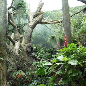 Rainforest Falls - White-Faced Saki/Tamandua/Toucan Exhibit
