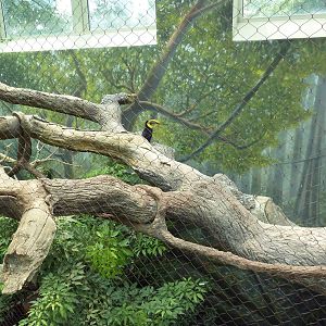 Rainforest Falls - White-Faced Saki/Tamandua/Toucan Exhibit