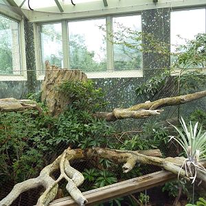 Rainforest Falls - Ocelot Exhibit