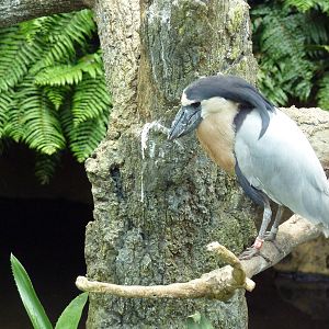 Rainforest Falls - Boat-Billed Heron