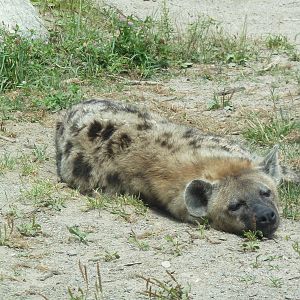 Spotted Hyena