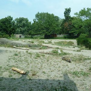 Spotted Hyena Exhibit