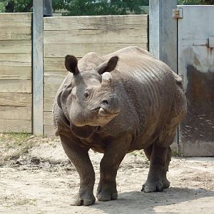 Indian Rhino