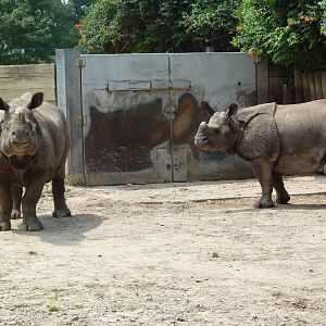 Indian Rhinos
