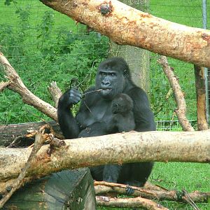 Western Lowland Gorillas at Burgers Zoo Arnhem, 29/08/10