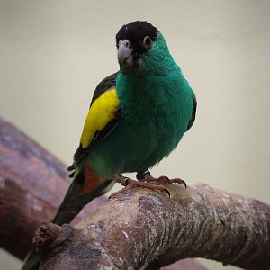 Hooded Parrot at Burgers Zoo Arnhem, 29/08/10