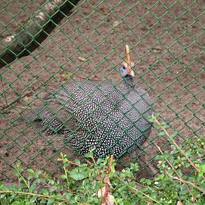 Reichenow's Guinea Fowl at Burgers Zoo Arnhem, 29/08/10