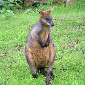 Swamp Wallaby at Burgers Zoo Arnhem, 29/08/10