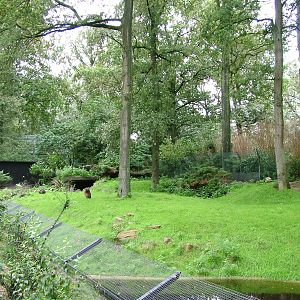 Wallaby Exhibit at Burgers Zoo Arnhem, 29/08/10