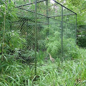 Bittern Exhibit at Burgers Zoo Arnhem, 29/08/10