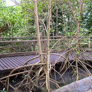 Burgers Mangrove Interior at Burgers Zoo Arnhem, 29/08/10