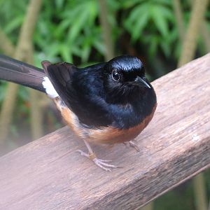 White-rumped Shama in Burgers Mangrove at Burgers Zoo Arnhem, 29/08/10
