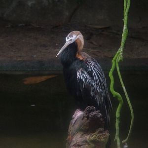 African Darter in Burgers Mangrove at Burgers Zoo Arnhem, 29/08/10