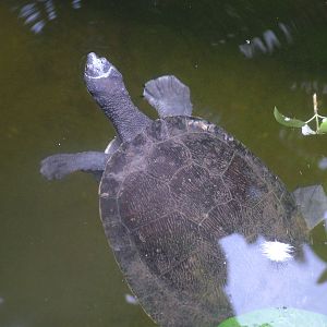 Murray River Turtle in Burgers Mangrove at Burgers Zoo Arnhem, 29/08/10