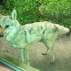 Golden Jackal at Burgers Zoo Arnhem, 29/08/10