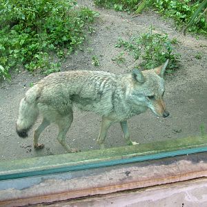 Golden Jackal at Burgers Zoo Arnhem, 29/08/10