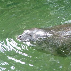Ringed Seal at Burgers Zoo Arnhem, 29/08/10
