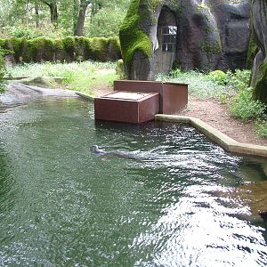 Seal Pool at Burgers Zoo Arnhem, 29/08/10