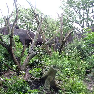 Ring-tailed Coati Exhibit at Burgers Zoo Arnhem, 29/08/10