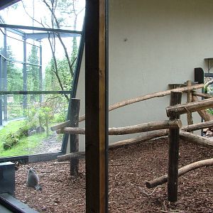 Ring-tailed Lemur Exhibit at Burgers Zoo Arnhem, 29/08/10