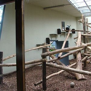 Ring-tailed Lemur Exhibit at Burgers Zoo Arnhem, 29/08/10