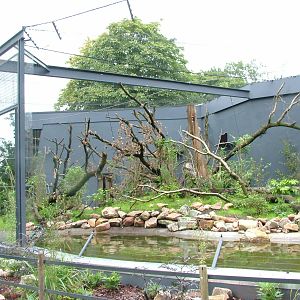 Ring-tailed Lemur Exhibit at Burgers Zoo Arnhem, 29/08/10