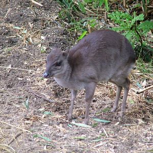 Blue Duiker at Burgers Zoo Arnhem, 29/08/10
