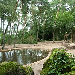 Elephant Paddock at Burgers Zoo Arnhem, 29/08/10