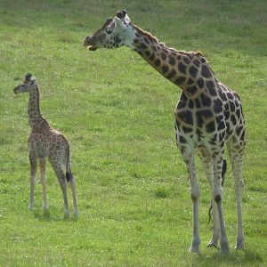 Giraffe and Calf