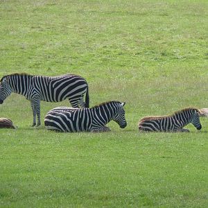 Grants Zebra Family
