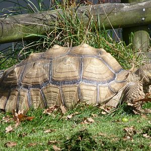 African Spurred Tortoise