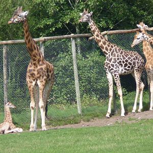 Giraffe Herd