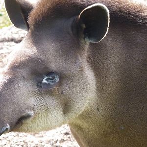 Brazilian Tapir