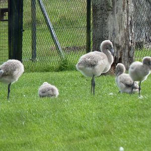Chilean Flamingo Chicks
