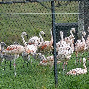 Chilean Flamingo Flock