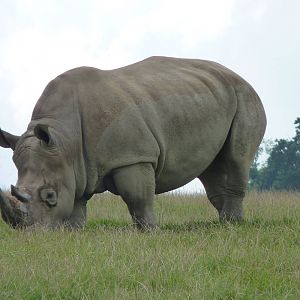 White Rhino