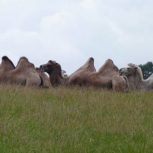 Bactrian Camels