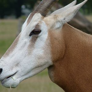 Scimitar-Horned Oryx